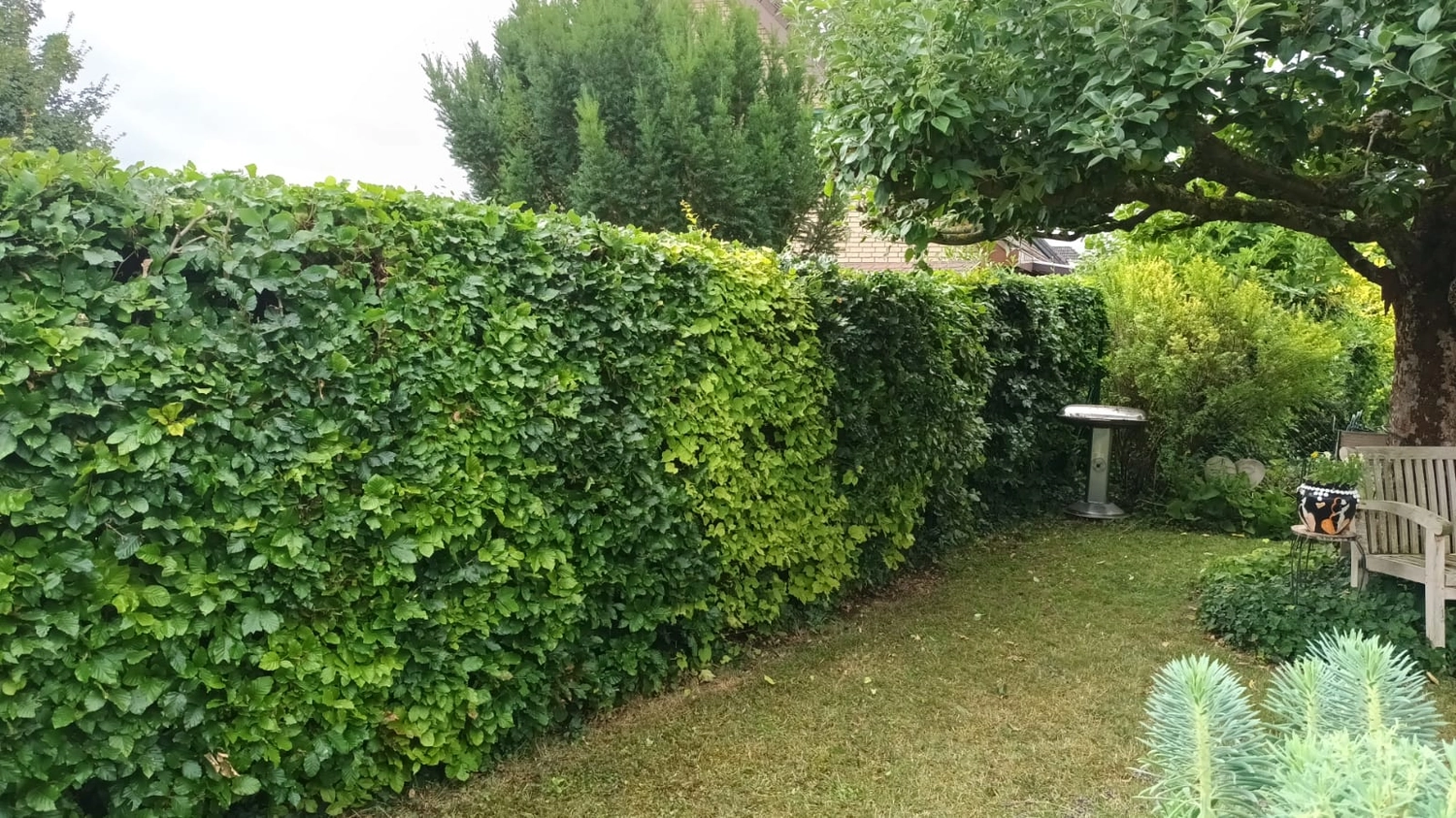 Zois Gartengestaltung - Bepflanzung & Rollrasen