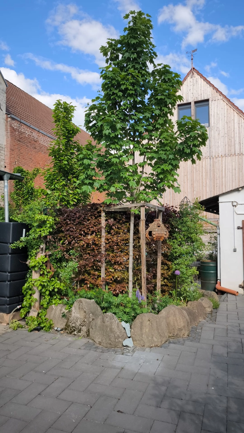 Zois Gartengestaltung - Bepflanzung & Rollrasen