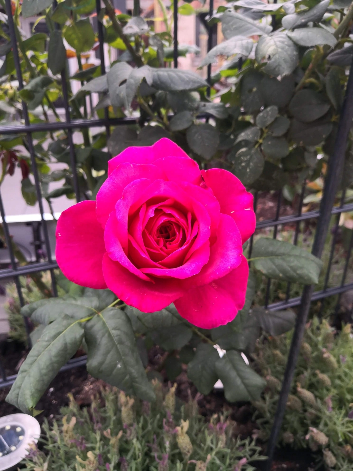 Zois Gartengestaltung - Blume