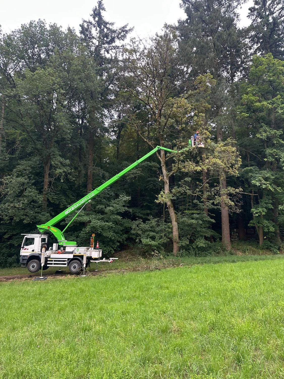Zois Gartengestaltung - Baumfällarbeiten
